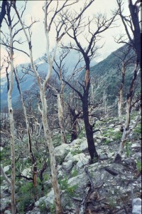 0451 PAINE - cestou do kempu Italiano.jpg